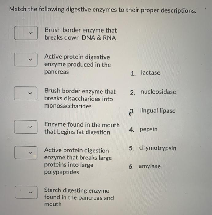 Solved Match the following digestive enzymes to their proper | Chegg.com