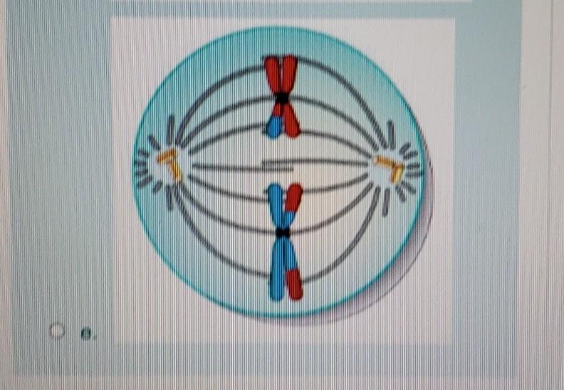 Solved Which of the following images shows homologous | Chegg.com