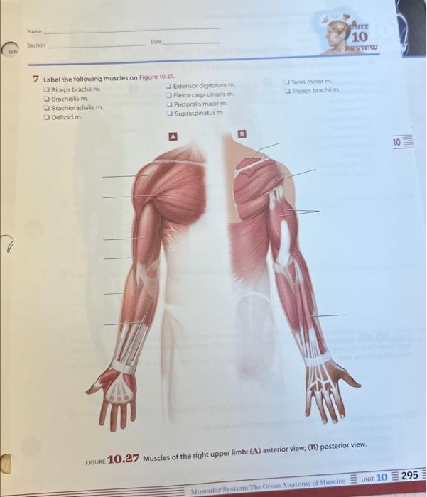 Solved 1 Label the following muscles on Figure 10.25 . | Chegg.com