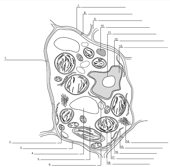 Label The Structures Of A Plant Cell As Seen In A Transmis Chegg Com