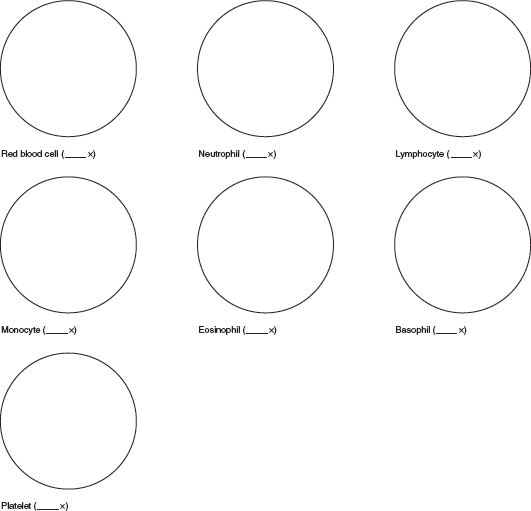 Solved: Sketch a single blood cell of each type in the followin