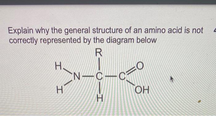 Solved Explain why the general structure of an amino acid is | Chegg.com