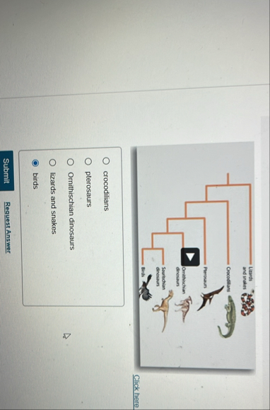 here\geoquad crocodilians\geoquad | Chegg.com