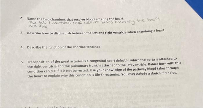 the two lower chambers of the heart that receive blood second