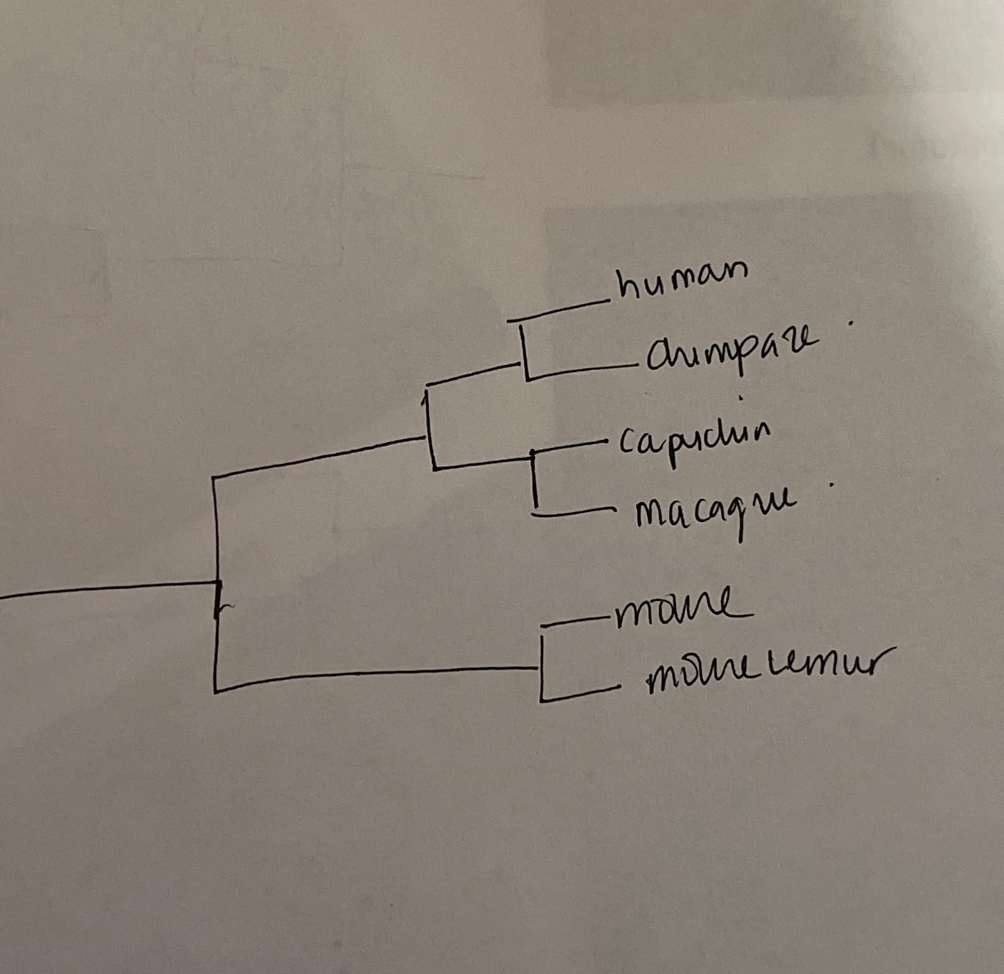 Solved Morphology-based phylogenyConsider the morphology of | Chegg.com