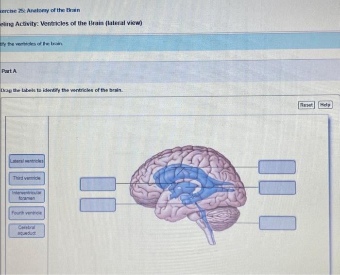 Solved Nervous System CNS > Quiz > Question 19 Which