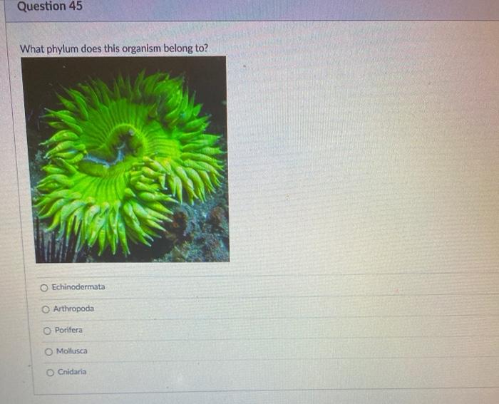 solved-question-45-what-phylum-does-this-organism-belong-to-chegg