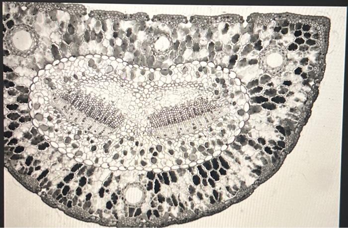 Solved In lab 7, you learned about leaf anatomy and were | Chegg.com