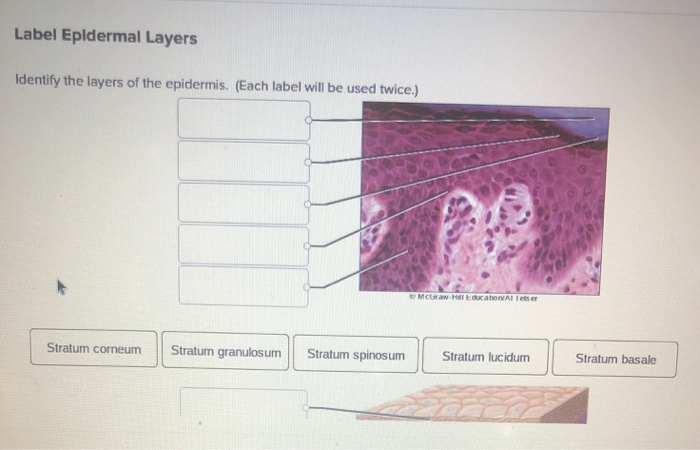 Solved As body temperature increases, the blood vessels of | Chegg.com