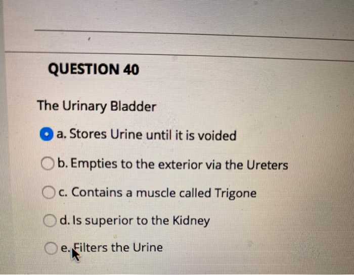 Solved QUESTION 40 The Urinary Bladder A Stores Urine Until Chegg Com   Image 