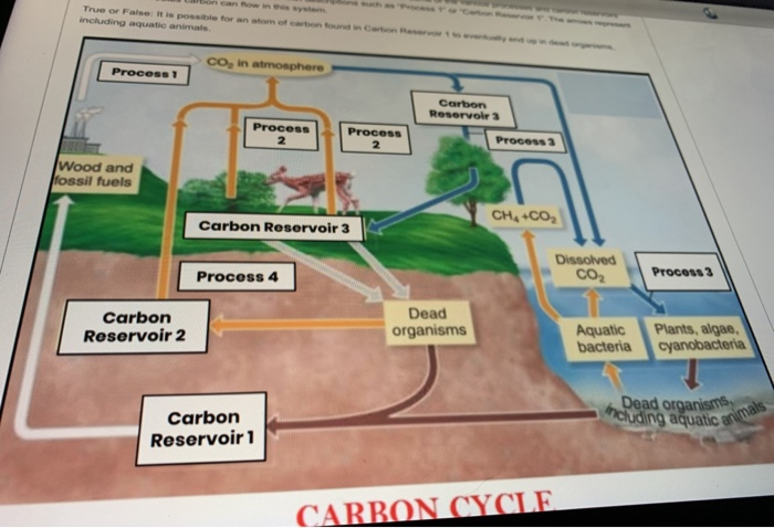 Solved The diagram below represents a model of the Carbon | Chegg.com