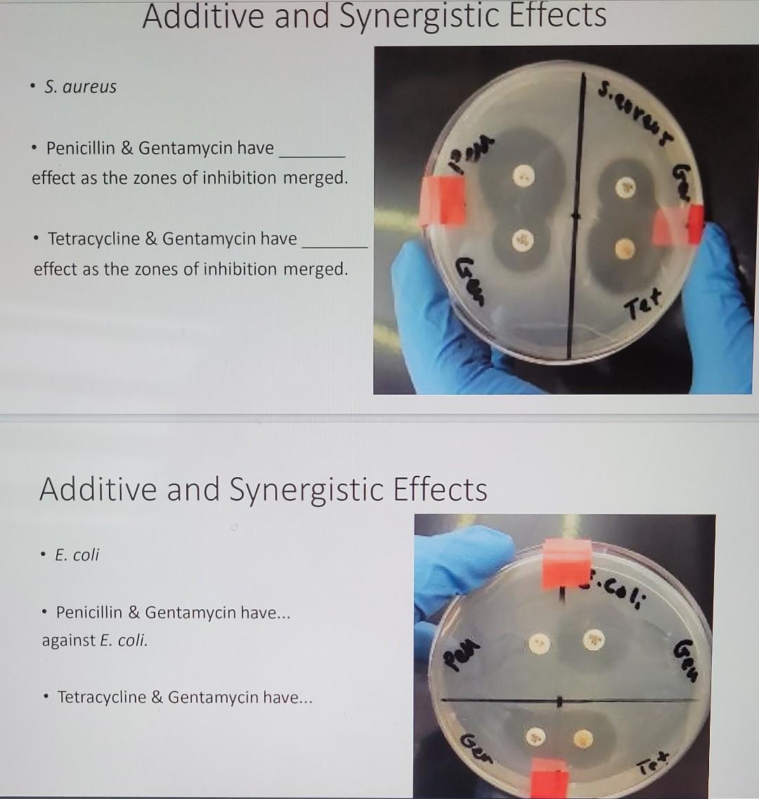 Solved Additive and Synergistic Effects - S. aureus - | Chegg.com