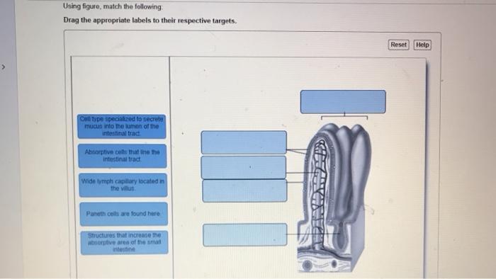 Solved Using Figure, Match The Following Drag The | Chegg.com