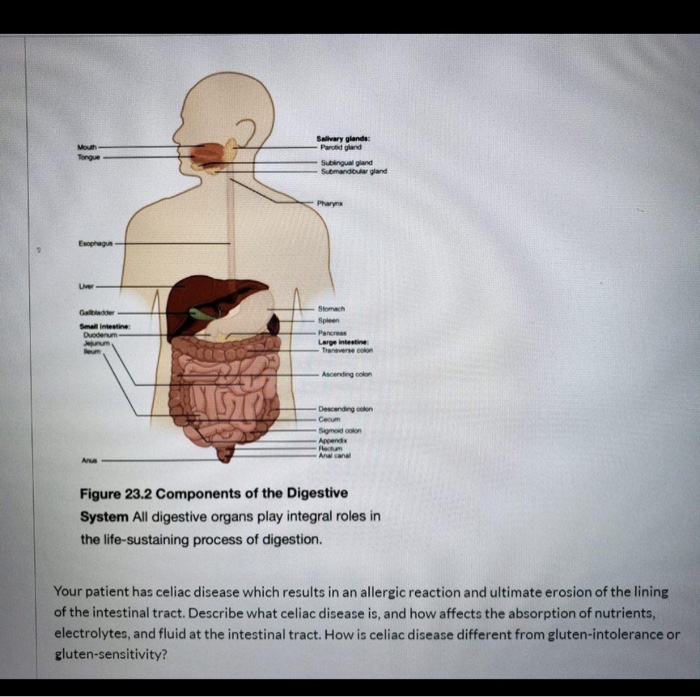 digestive system mouth salivary glands