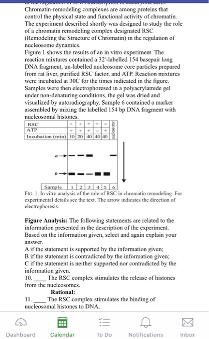 Solved The extent of condensation of chromatin plays an Biology Diagrams