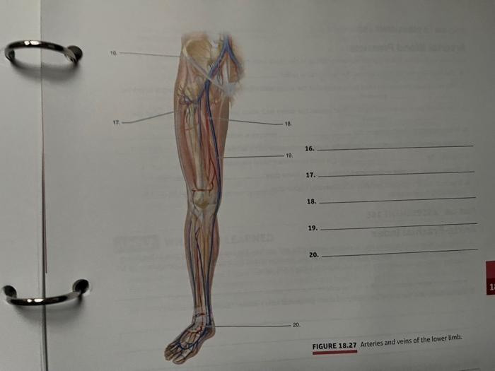 Solved IRE 18.27 Arteries and veins of the lower limb.FIGURE | Chegg.com