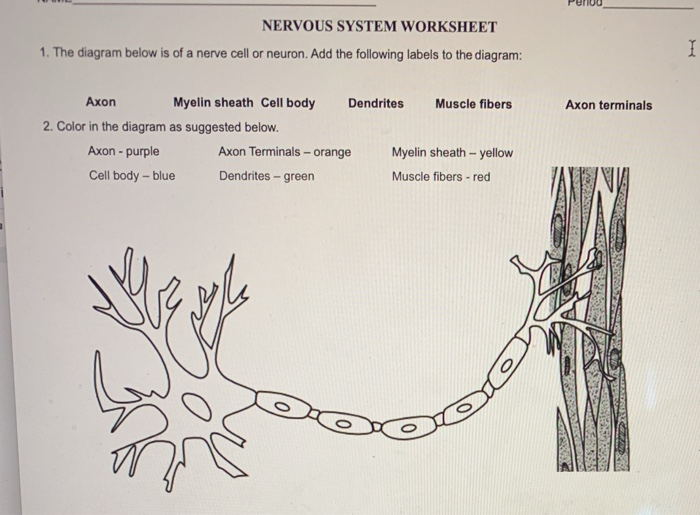 solved-nervous-system-worksheet-1-the-diagram-below-is-of-a-chegg