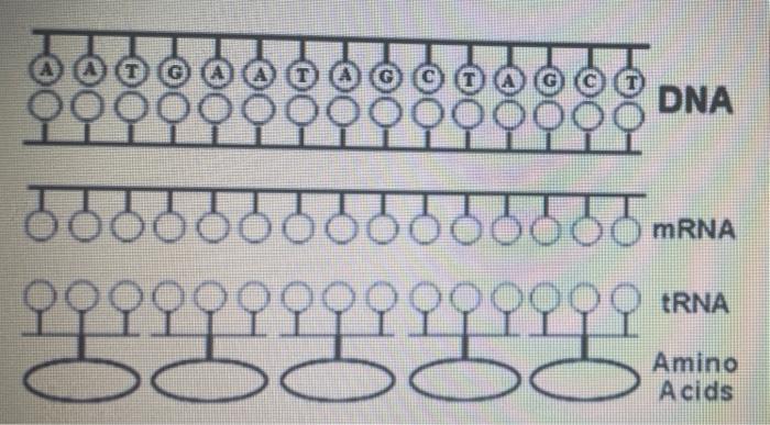 Solved 1. Fill the complementary DNA strand using DNA | Chegg.com