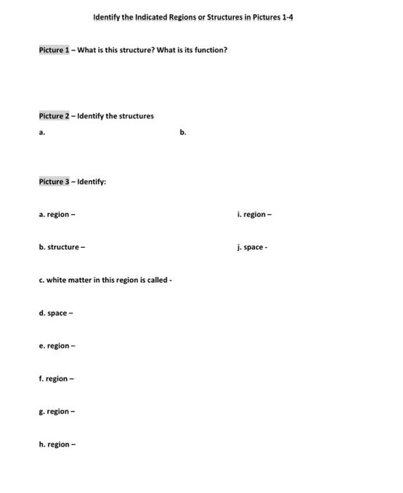 Solved Identify the Indicated Regions or Structures in | Chegg.com