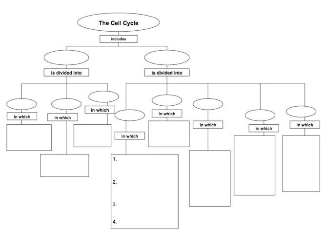 cell cycle concept map mitosis