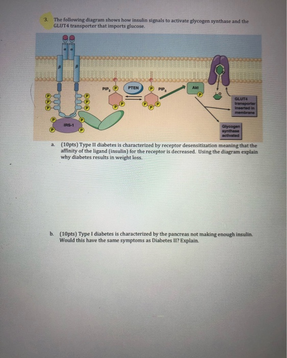 Solved 3. The following diagram shows how insulin signals to | Chegg.com