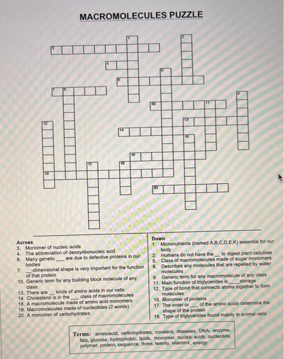 Solved MACROMOLECULES PUZZLE Terms: aminoacid, | Chegg.com