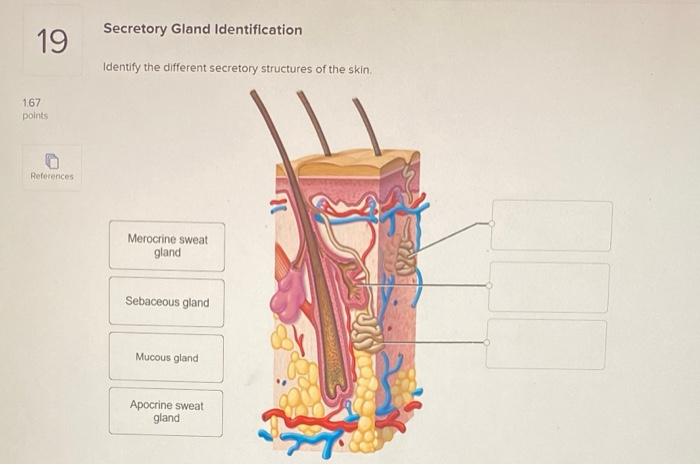 Solved Secretory Gland Identification 19 Identify the | Chegg.com