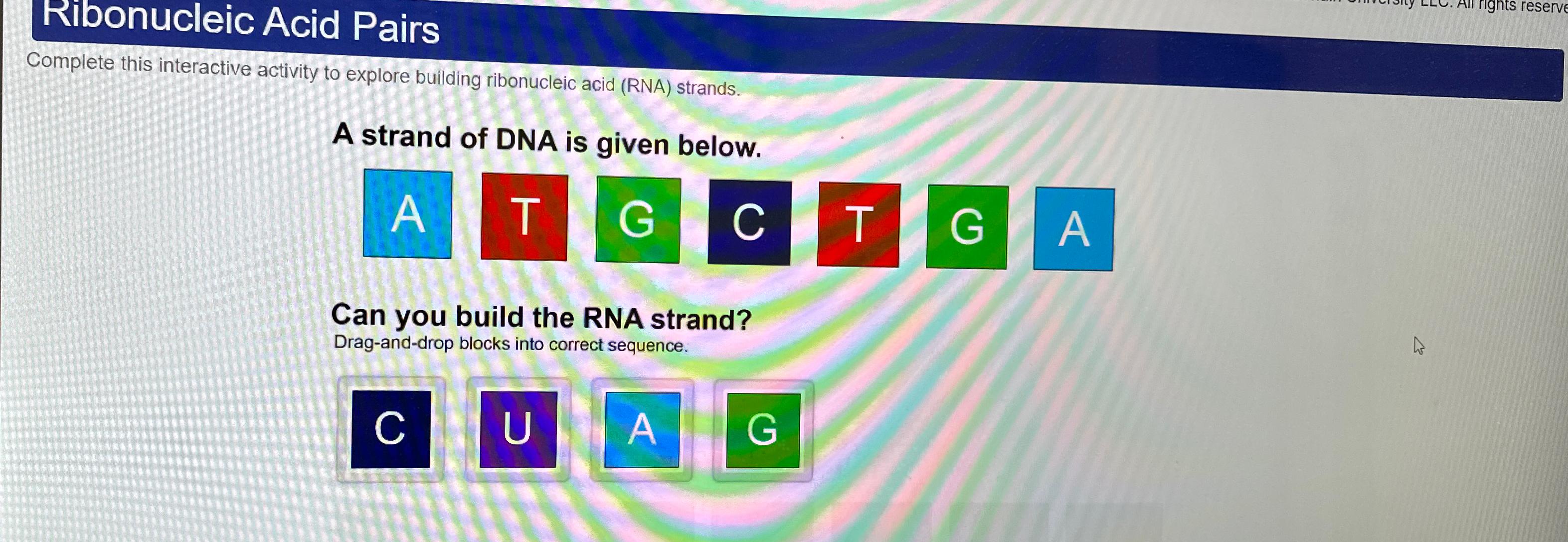 Solved Ribonucleic Acid PairsComplete this interactive | Chegg.com