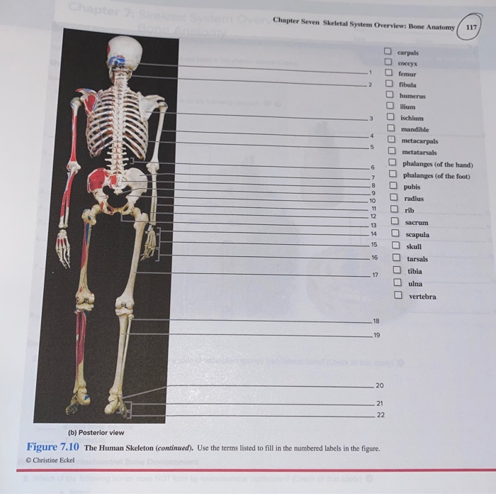 Solved Chapter Seven Skeletal System Overview Bone Anatomy | Chegg.com