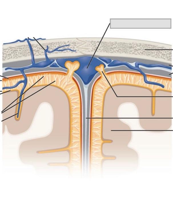 Solved Trace the path of the CSF throughout the structures | Chegg.com