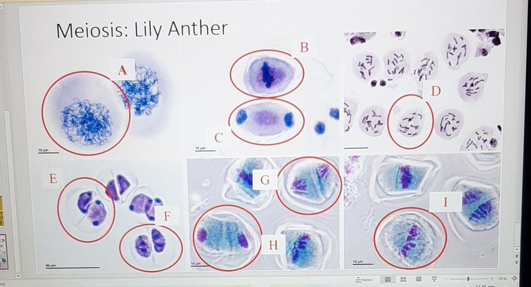 Solved Meiosis: Lily Anther B 10 10 m E G H Notes B 8. 8 | Chegg.com