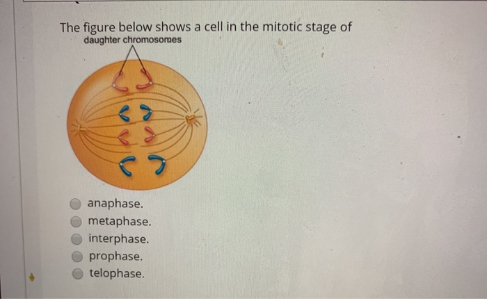 The figure below shows a cell in the mitotic stage of | Chegg.com