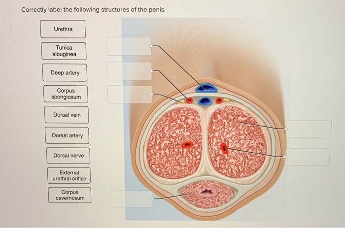 Correctly label the following structures of the penis.
Urethra
Tunica
albuginea
Deep artery
Corpus
spongiosum
Dorsal vein
Dor