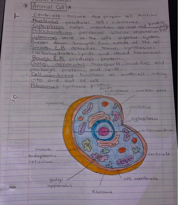 * Animal Cell * Centriole Ensure The Proper Cell 