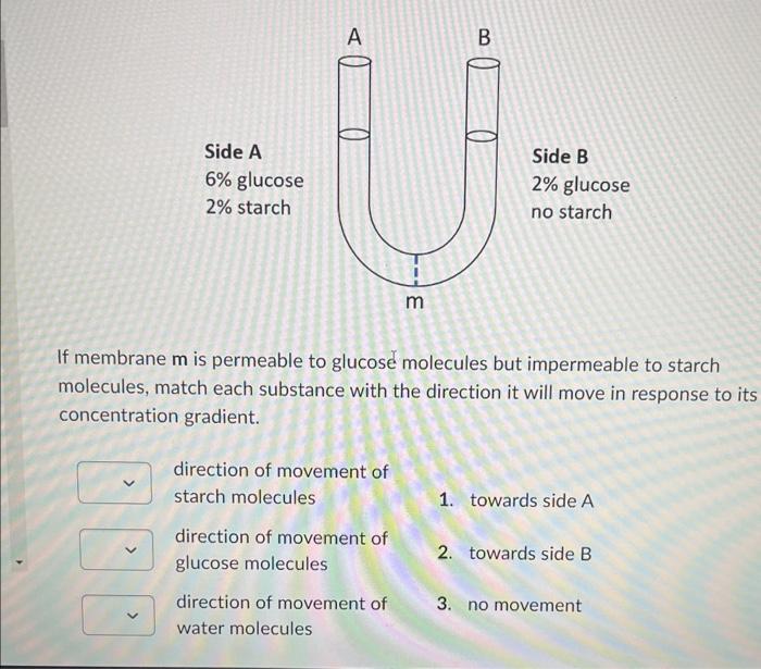 Solved If membrane m is permeable to glucose molecules but