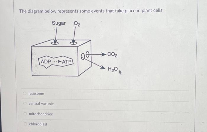 Solved The diagram below represents some events that take | Chegg.com