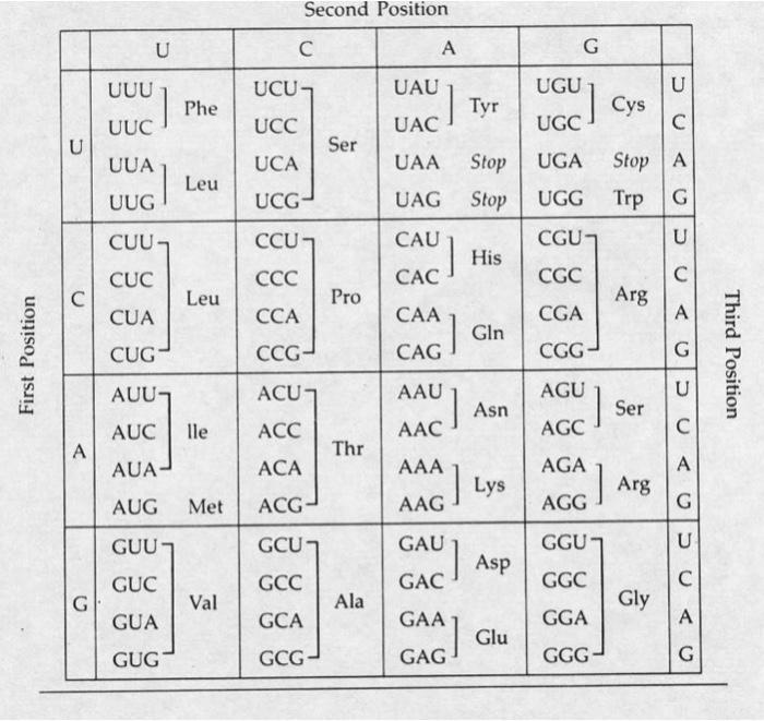 Solved TRANSCRIPTION AND TRANSLATION PRACTICE 1. NORMAL DNA | Chegg.com