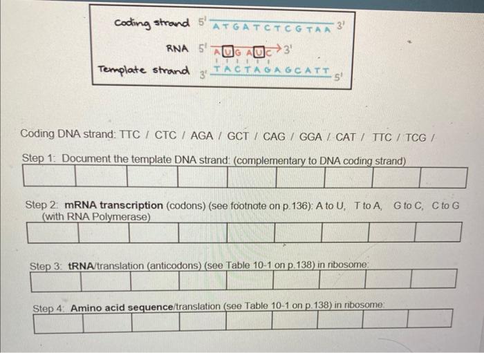 Coding DNA strand: TTC / CTC / AGA / GCT / CAG / GGA / CAT / TTC / TCG /
Sted 1: Document the temnlate NNA ctrand: (mmnlamont