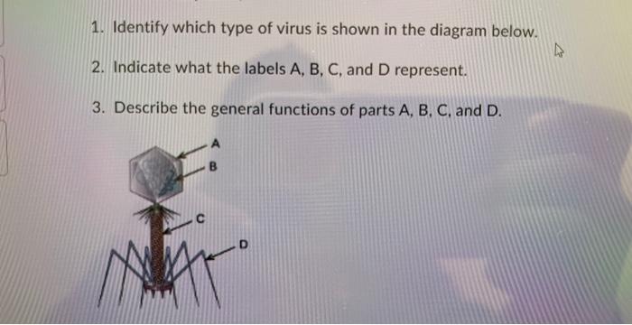 Solved 1. Identify which type of virus is shown in the | Chegg.com