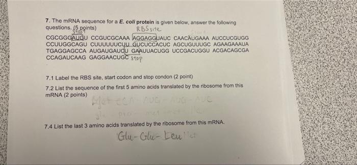 Solved 7. The mRNA sequence for a E. coli protein is given | Chegg.com