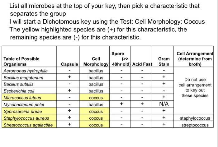 Solved List all microbes at the top of your key, then pick a | Chegg.com