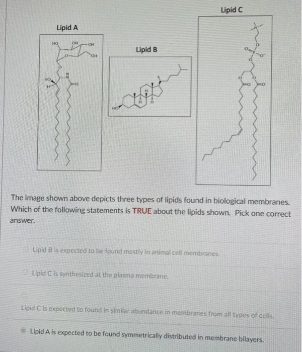 Solved Lipid C Lipid A HO old CH Lipid B O SON The image | Chegg.com