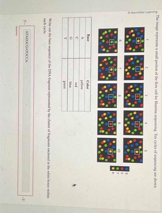 The image represents a small portion of the flow cell for Illumina sequencing. Ten cycles of sequencing are shown.
Write out 