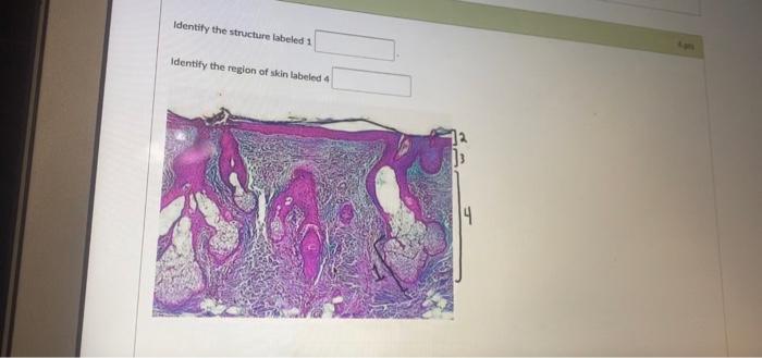 Solved Identify the structure labeled 1 Identify the region | Chegg.com