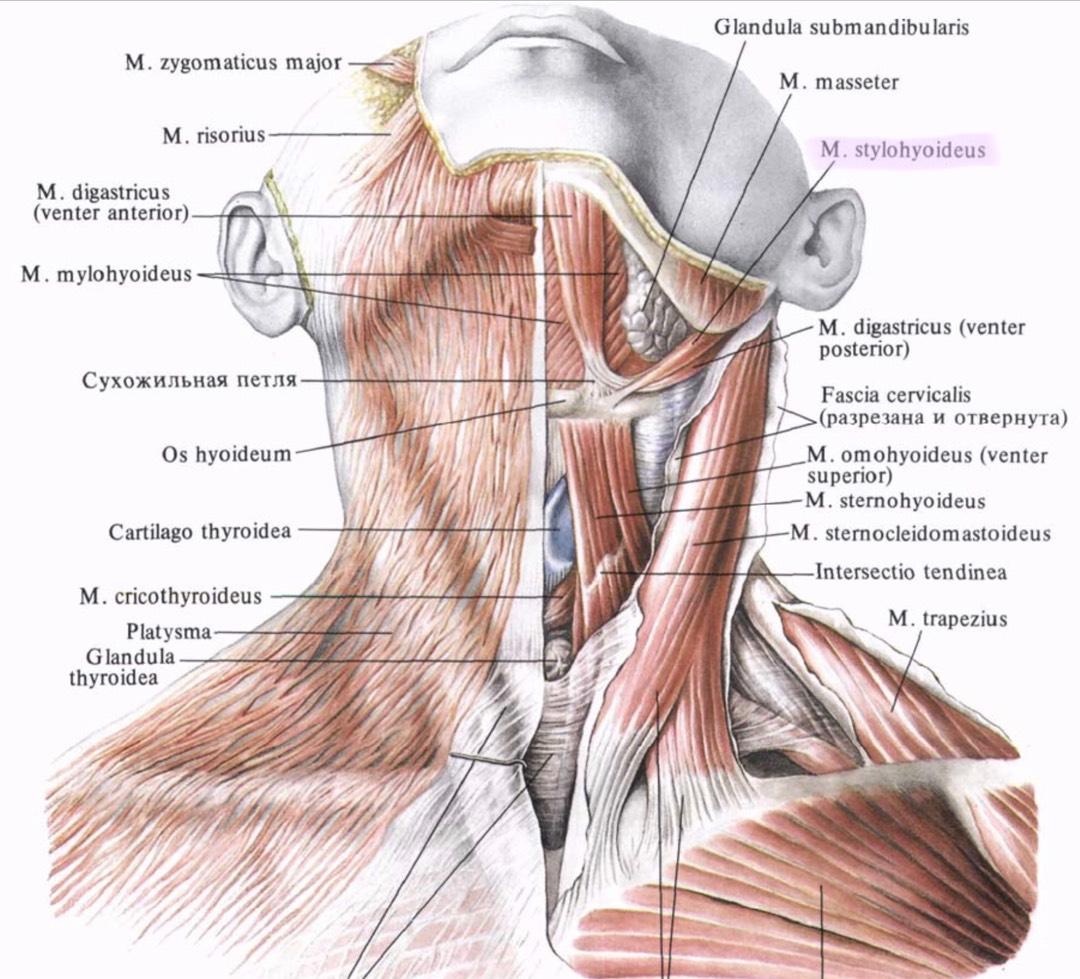 Лопаточно подъязычная мышца шеи анатомия