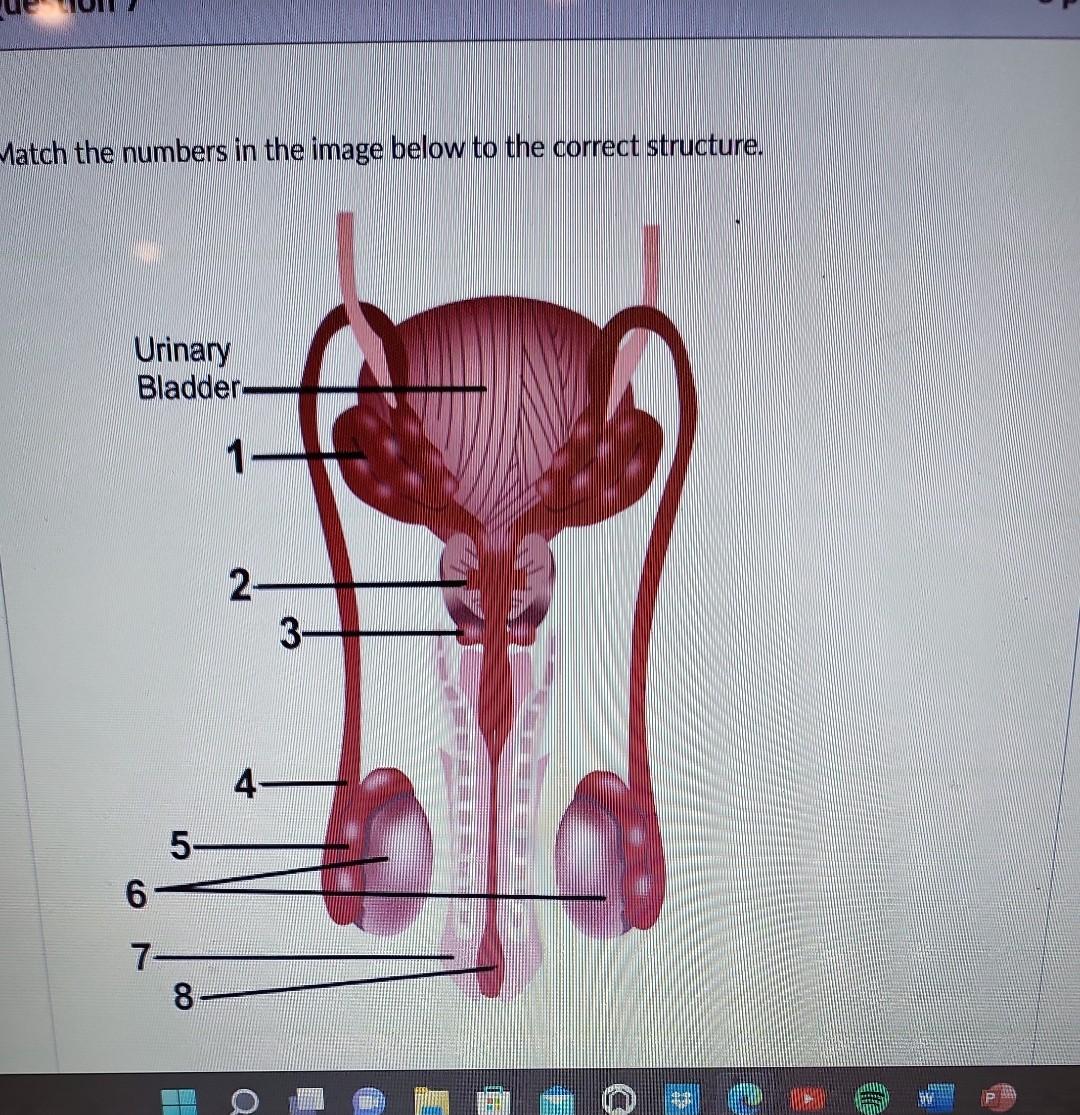 Solved Salina need a blood transfusion. The image below | Chegg.com