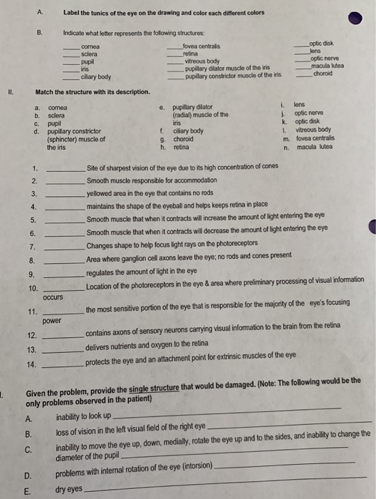 Solved Use the section of the eye and the photo of the eye | Chegg.com