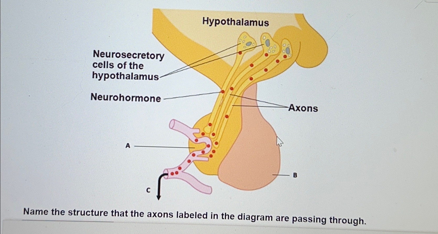 Solved Name the structure that the axons labeled in the | Chegg.com
