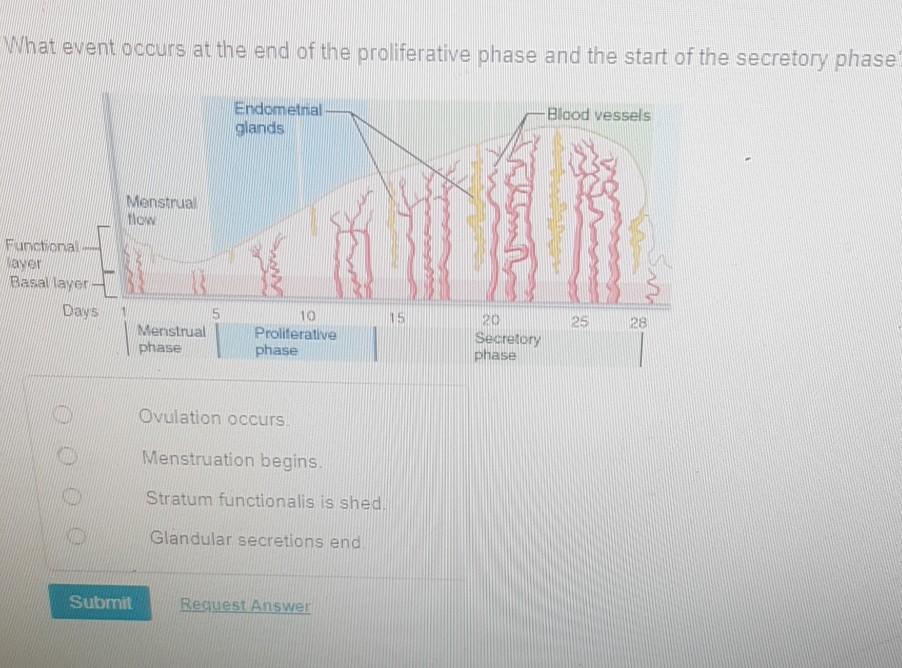 solved-what-event-occurs-at-the-end-of-the-proliferative-chegg