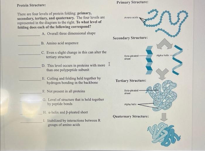 primary protein structure